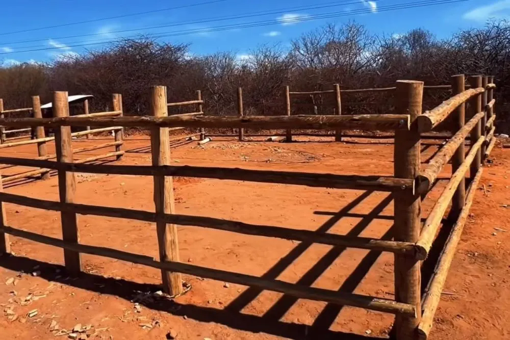 Prefeitura de Brumado está construindo espaço para acolher animais soltos e abandonados