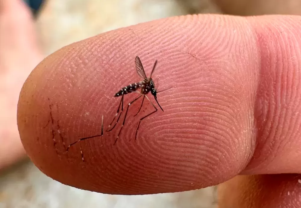 Brasil já tem mais de 3 milhões de casos de dengue em 2024