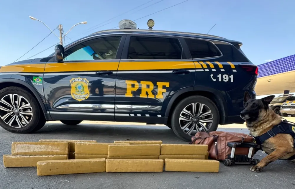 Cão farejador K9 Messi ajuda PRF a localizar mala com quase 20 kg de maconha em ônibus em Vitória da Conquista 