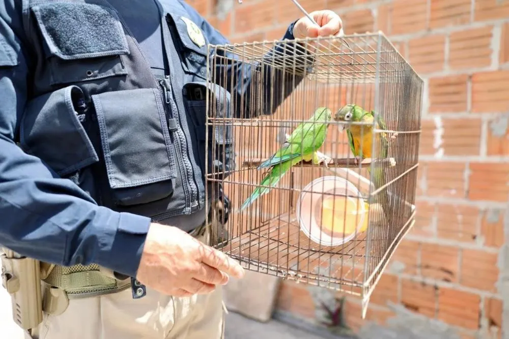 Mais de 450 animais foram resgatados ou entregues voluntariamente na 52ª Etapa da FPI do São Francisco