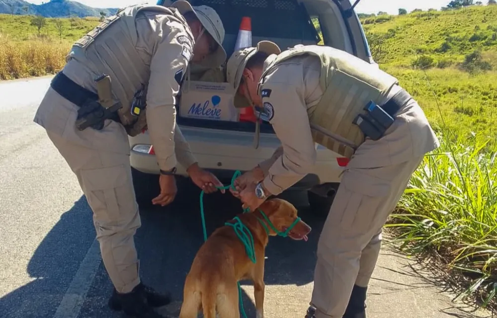 CEPRv resgata cachorro em situação de risco na BA-263 durante fiscalização dos festejos juninos