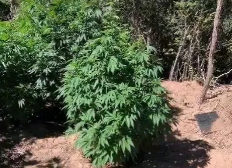 PMBA erradica cerca de 900 pés de maconha durante operação na Chapada Diamantina