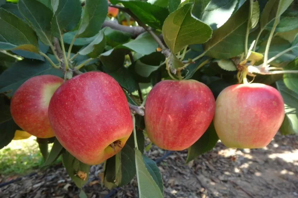Capacitação estimula produção de frutas de climas temperado e subtropical no semiárido brasileiro
