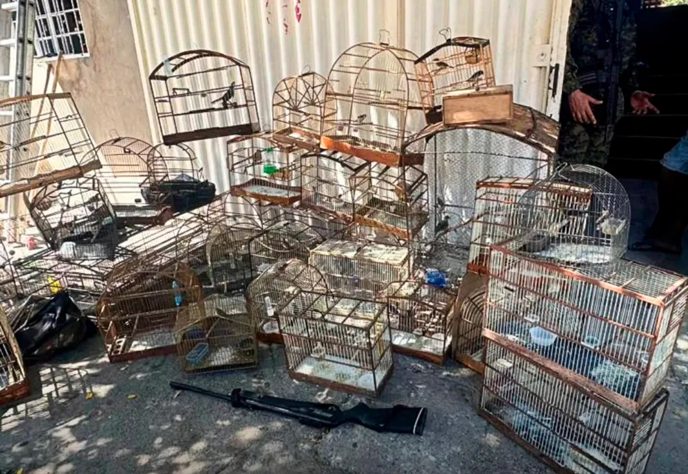 CIPPA/Lençóis resgata 50 aves silvestres e apreende arma de fogo em operação em Bom Jesus da Lapa