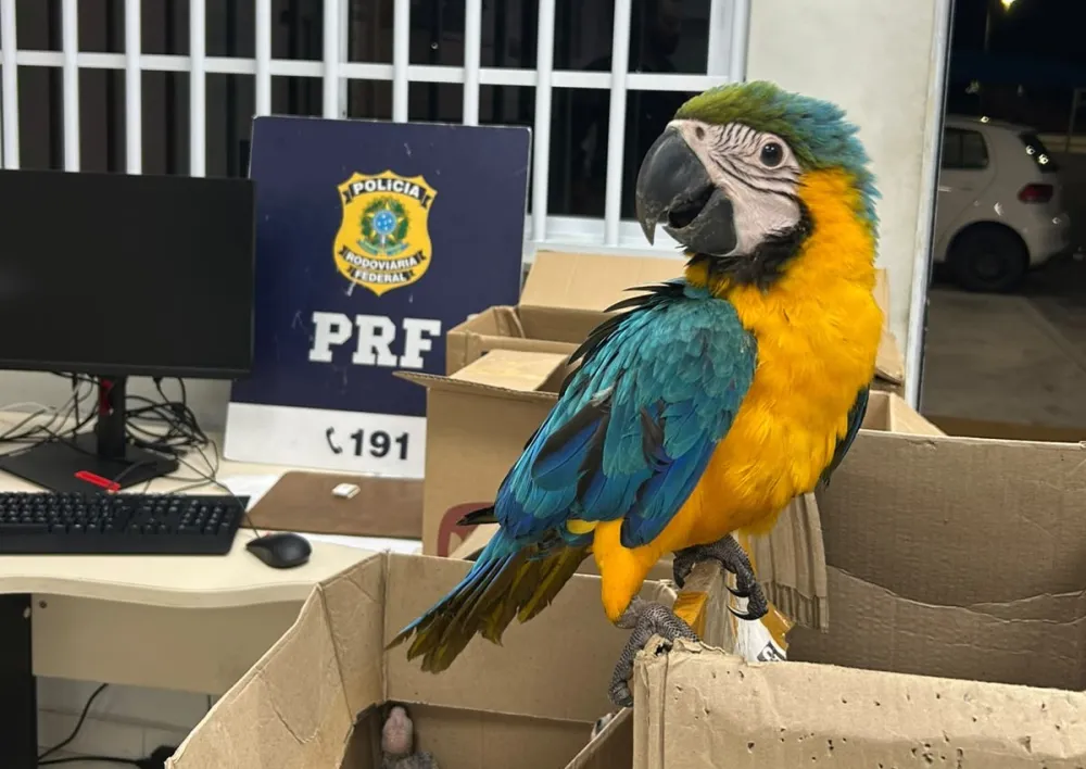 PRF resgata 37 aves silvestres transportadas irregularmente na BR-110