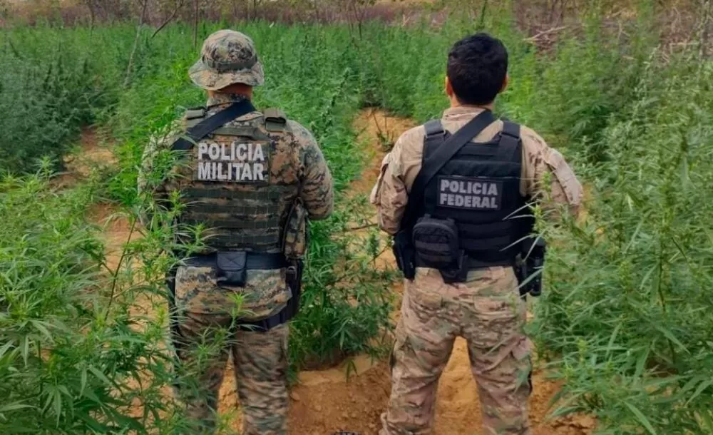 PM e PF erradicam plantios de maconha na Divisa entre Bahia e Pernambuco