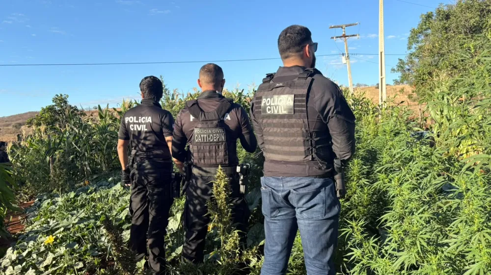 Polícia Civil prende homem e erradica cerca de 100 pés de maconha em Jaborandi