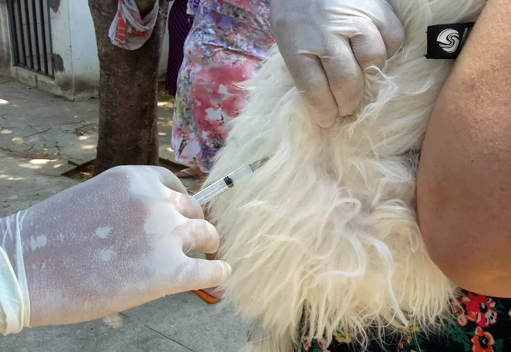 Vacinação Antirrábica para cães e gatos em Brumado acontece neste sábado (03/08)