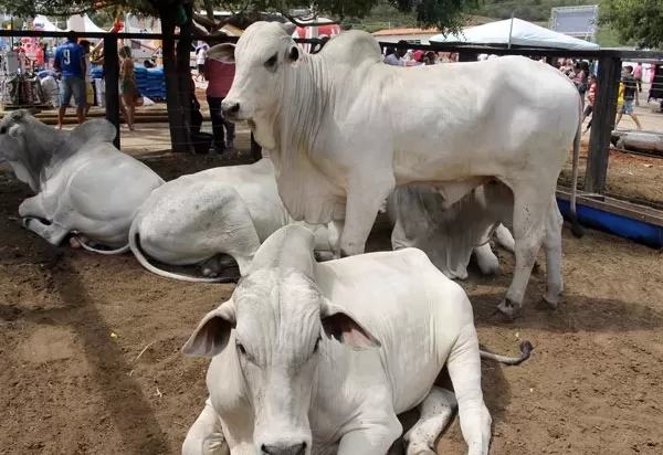 Adab inicia 1ª etapa de vacinação contra Febre Aftosa