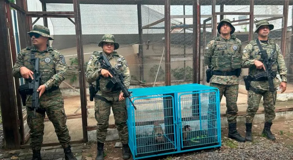 Homem entrega voluntariamente dois macacos-prego à CIPPA Lençóis em Barreiras