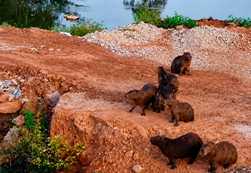 Capivaras são flagradas às margens do Rio do Antônio e chamam atenção em Brumado