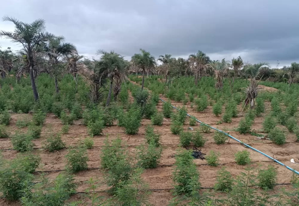 Plantação com 32 mil pés de maconha é erradicada na Chapada