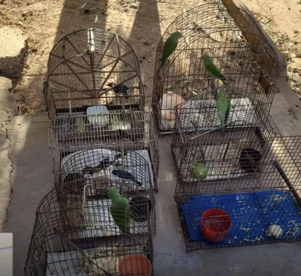 CIPPA/Lençóis resgata 20 aves silvestres mantidas em cativeiro em Barreiras