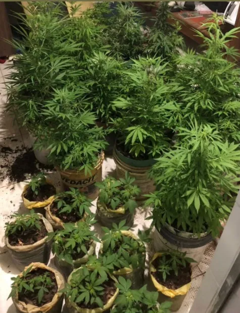 PM prende homem e apreende 35 pés de maconha em Lençóis