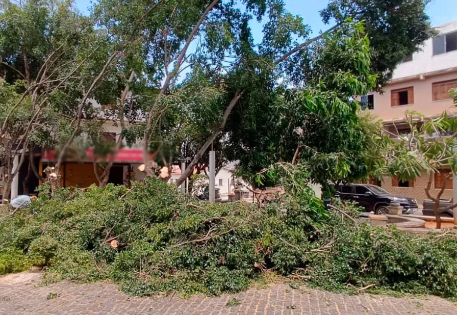 Prefeitura de Brumado emite Nota de Esclarecimento sobre poda indevida de árvores em Praça no Bairro das Flores
