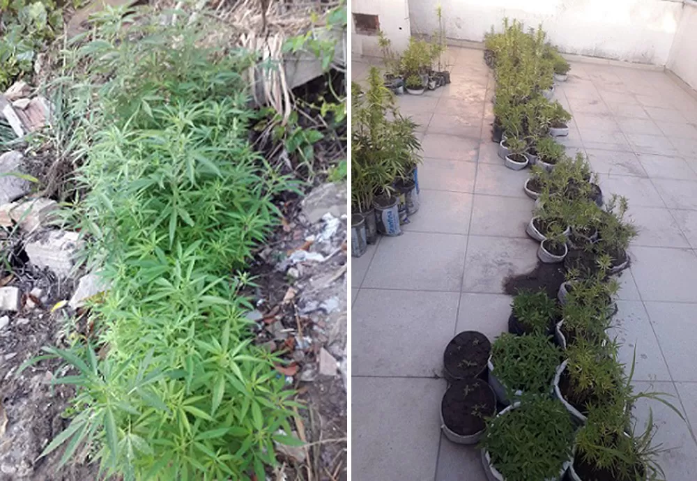 Polícia apreende cerca de 4 mil pés de maconha em Caetité