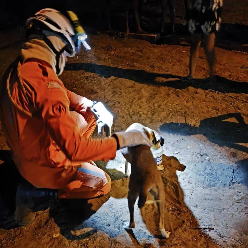 Cachorro é resgatado por bombeiros militares do 20º BBM