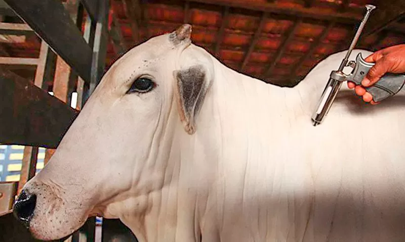 Bahia divulga a última campanha de vacinação contra Febre Aftosa no Estado