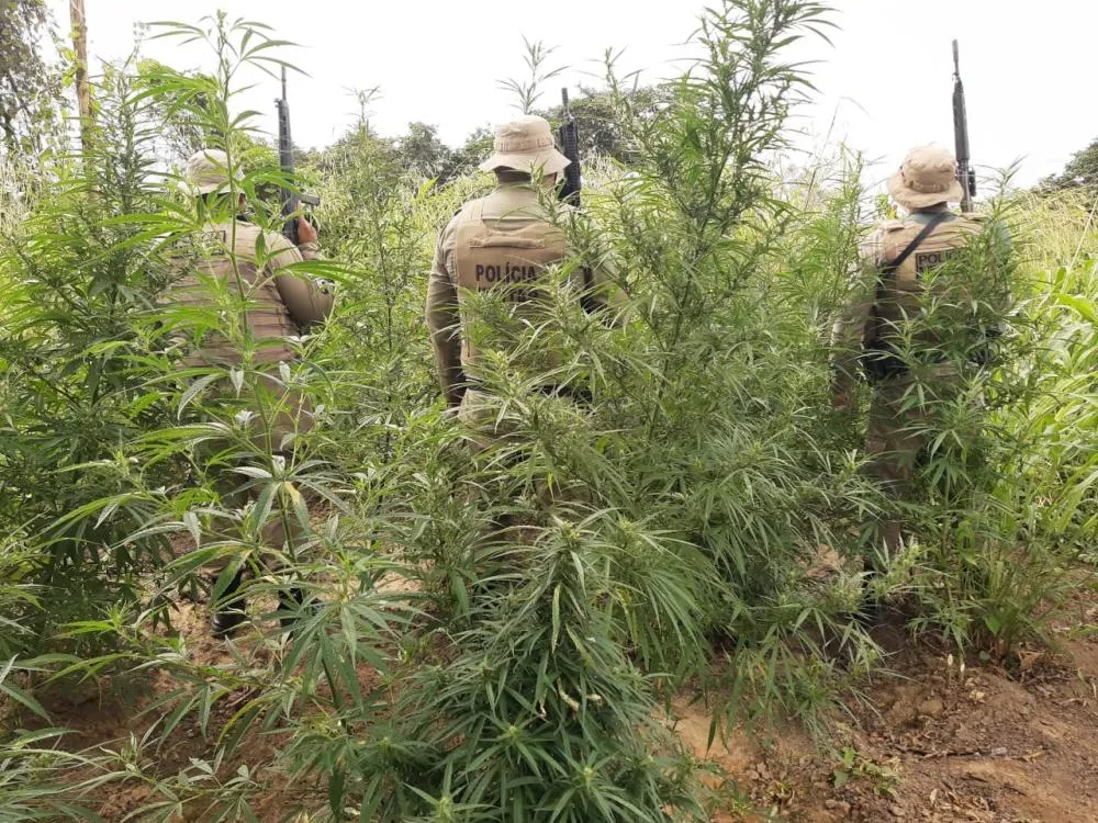 45ª CIPM erradica plantio com 45 mil pés de maconha em Curaçá