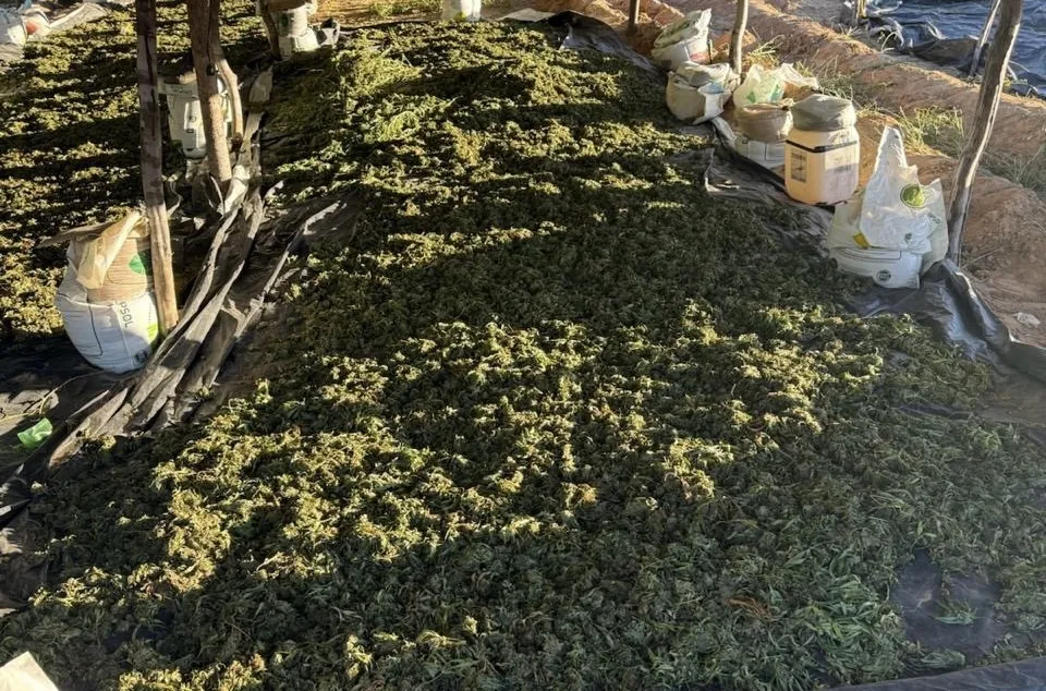 Forças Estaduais e Federais da Segurança incineram 140 mil pés de maconha nas cidades de Ibotirama e Abaré