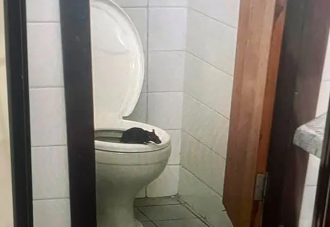 Estudante denuncia falta de papel higiênico e presença de ratos em banheiros do CEEP de Brumado