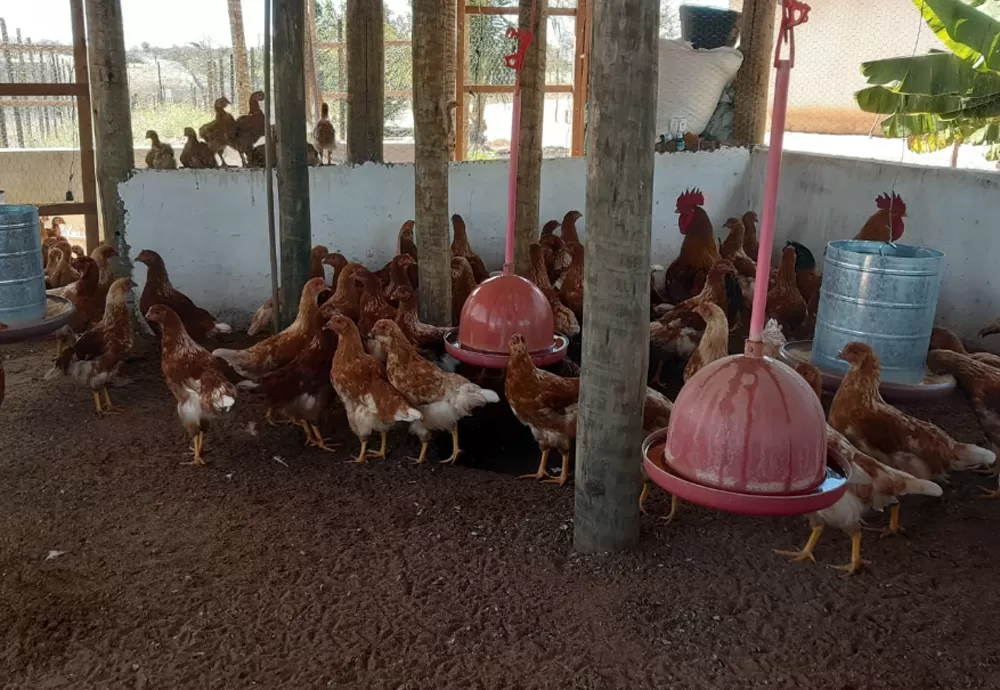 Brasil descarta três casos suspeitos de gripe aviária e reafirma robustez do sistema sanitário