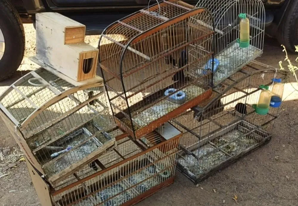 CIPPA/Lençóis resgata aves silvestres mantidas em cativeiro na zona rural de Abaíra