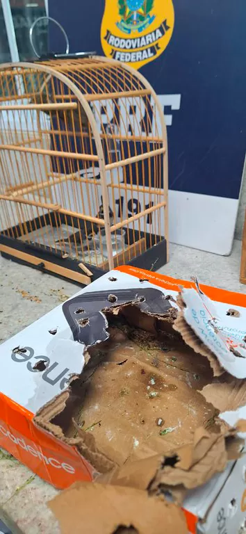 Em Vitória da Conquista, PRF resgata aves silvestres transportadas em ônibus