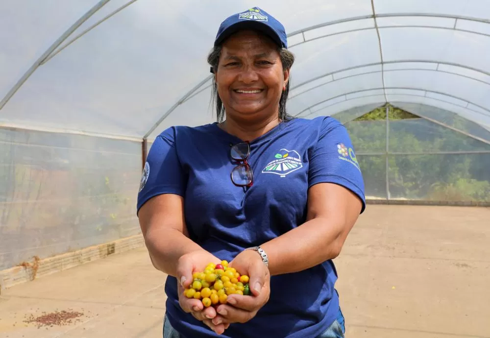 Tecnologias impulsionam qualidade e produtividade do café da agricultura familiar no Sudoeste