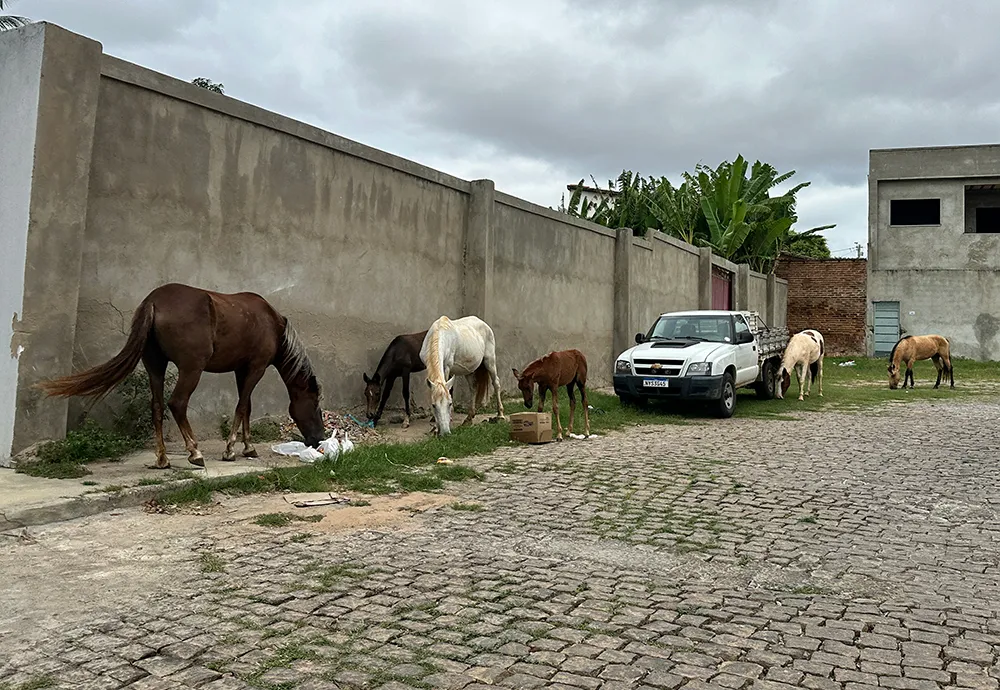 Prefeitura de Brumado regulamenta recolhimento de animais soltos nas vias públicas da zona urbana e rural
