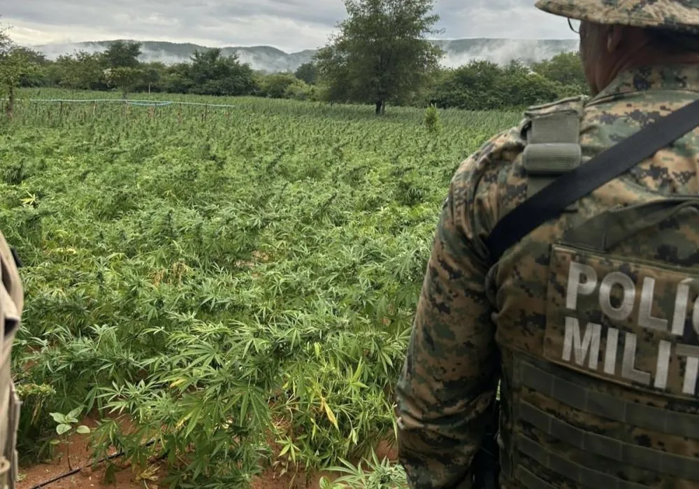 Operação conjunta erradica 200 mil pés de maconha na Chapada Diamantina