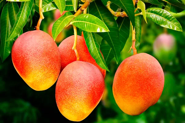 Cientistas da Uesb desenvolvem película que aumenta durabilidade da manga