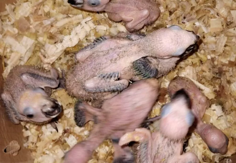 Quarenta e seis aves silvestres são resgatadas pela Cippa na Chapada Diamantina