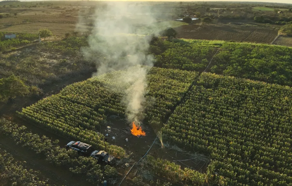 Plantação com cerca de 20 mil pés de maconha é erradicada na Chapada Diamantina 