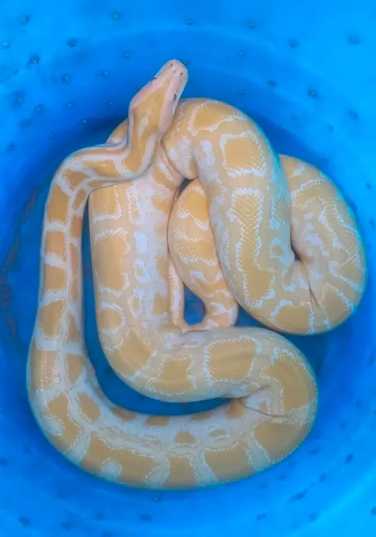 PF combate tráfico de animais por meio dos Correios