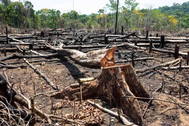 Justiça determina recomposição de vegetação em fazenda no município de Tremedal a pedido do MP