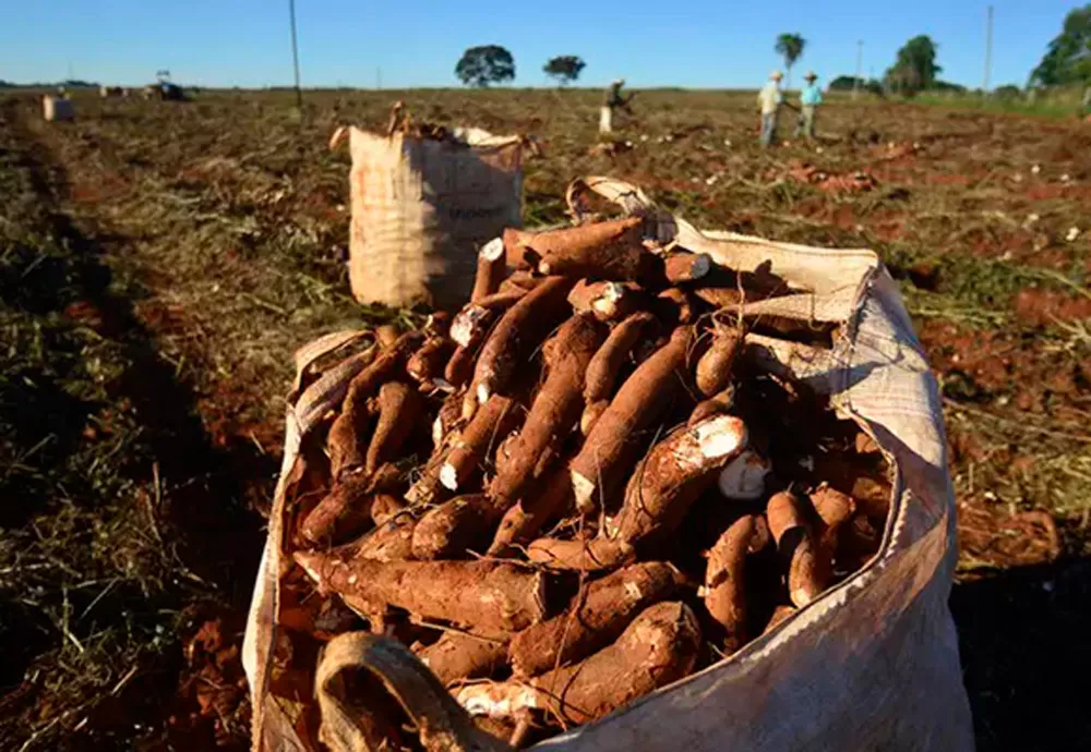 Pesquisa da Uesb aponta melhor período de colheita e manejo da mandioca