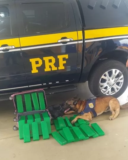 Em Vitória da Conquista, cão encontra droga escondida em bagagem de mulher em ônibus interestadual