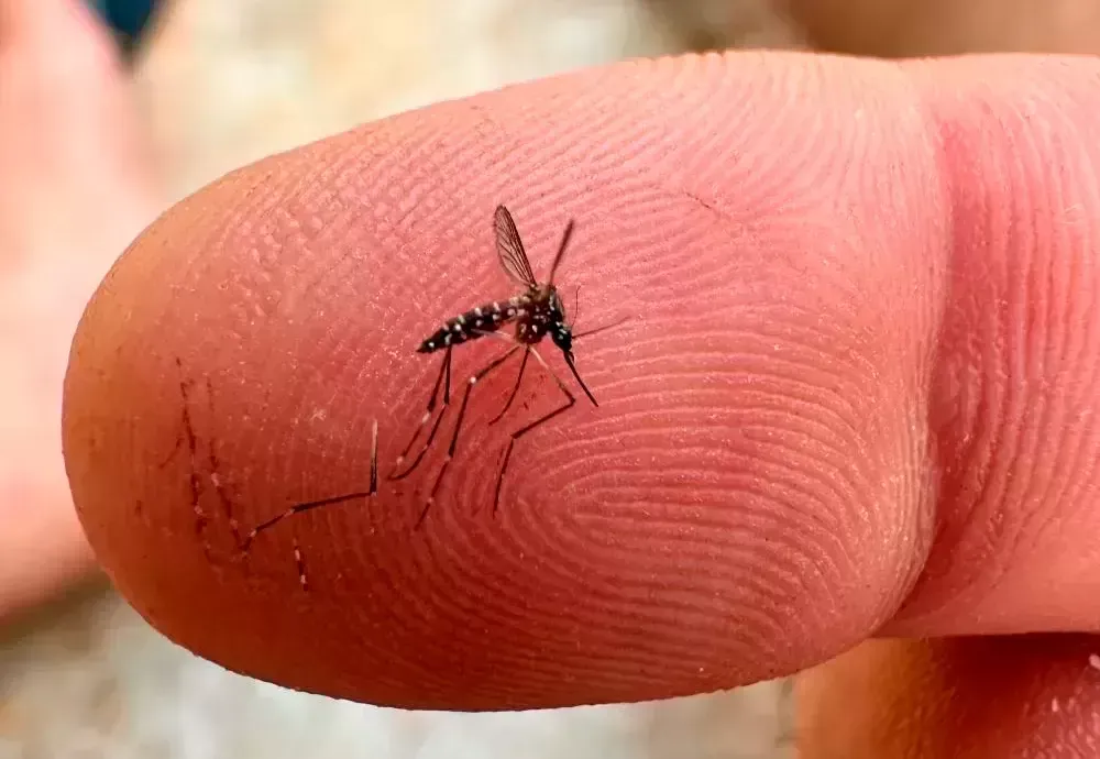 Bahia registra queda de 41% nos casos de dengue em 2026