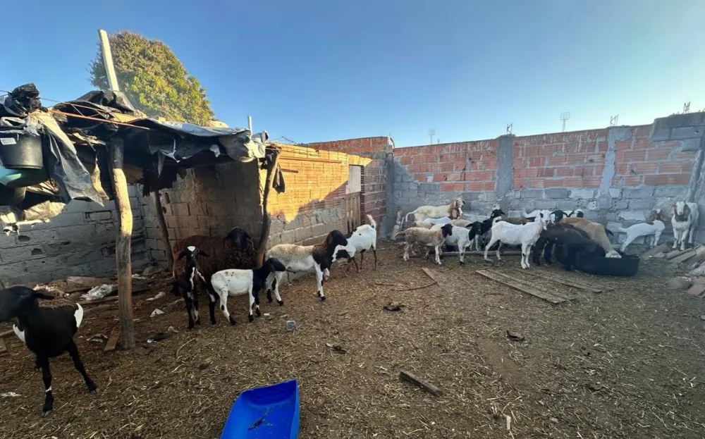 Homem é preso em flagrante por abate clandestino de animais em Poções
