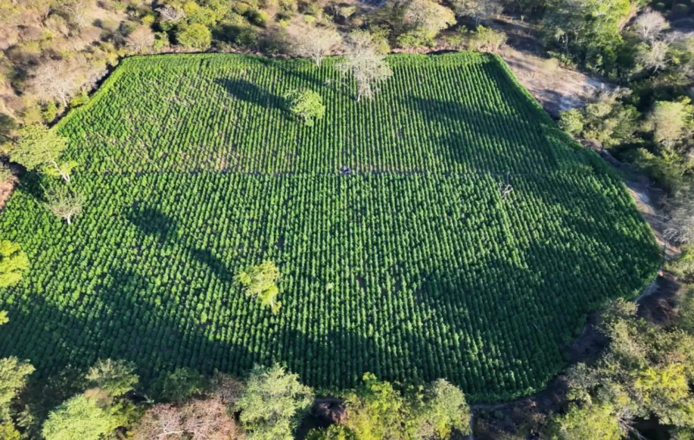 Polícias Federal e Militar localizam e erradicam plantação de maconha com 35 mil pés em Contendas do Sincorá
