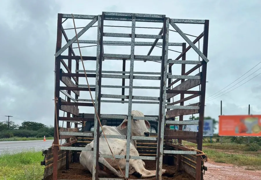 Polícia Rodoviária Estadual flagra transporte irregular de animal em Brumado