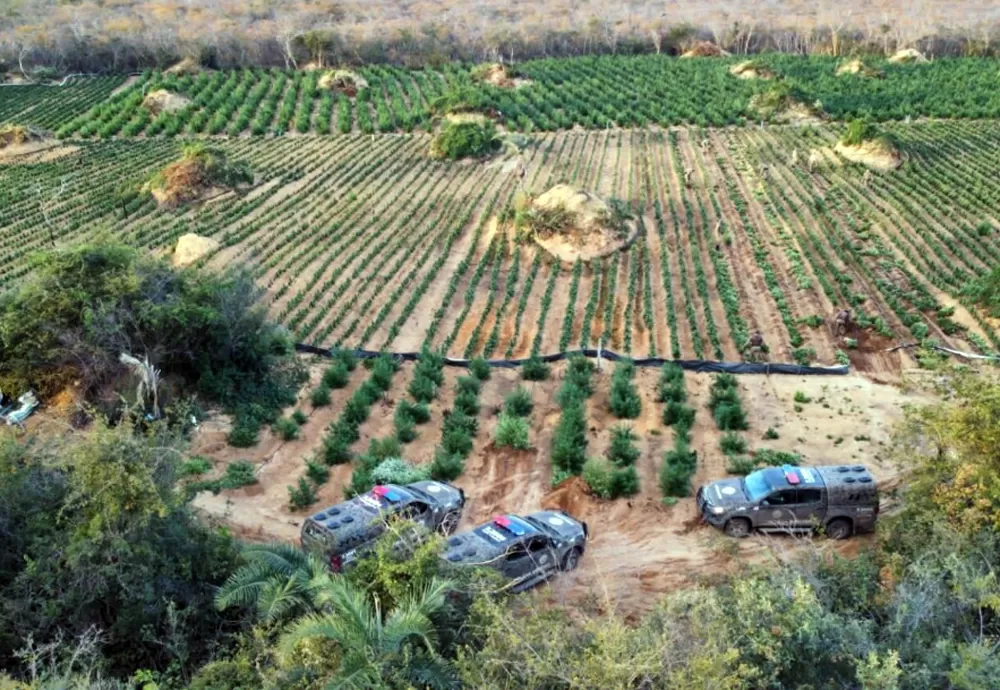 Cipe Chapada erradica 180 mil pés de maconha em Brotas de Macaúbas