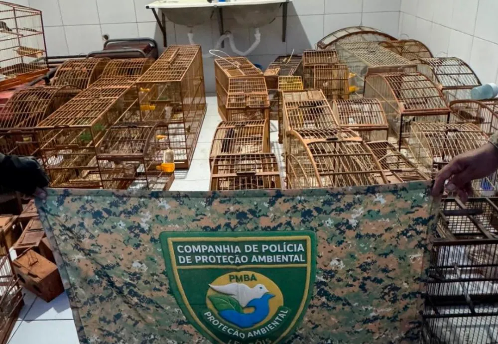 CIPPA/Lençóis apreende armas, drogas e resgata animais silvestres na zona rural de Seabra