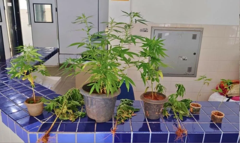 Polícia Militar apreende plantação de maconha em residência no bairro Baraúnas, em Brumado