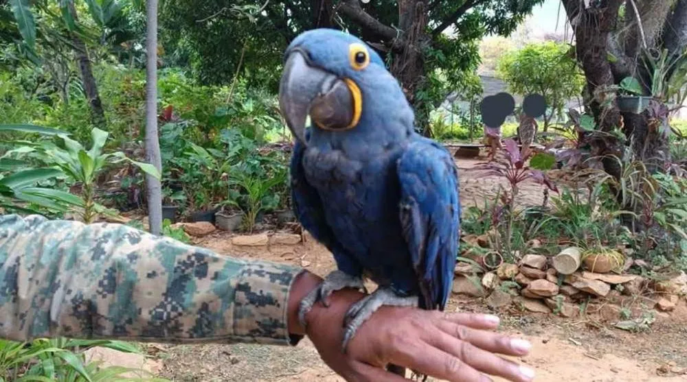 Cippa apreende animais silvestres em situação irregular em Livramento de Nossa Senhora