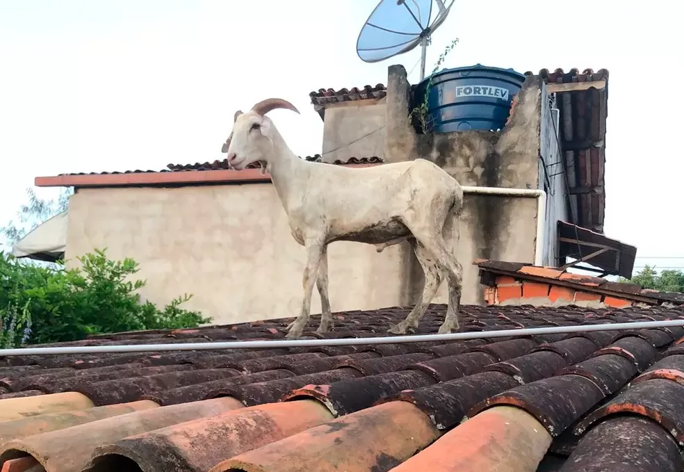 Bode inusitado é resgatado do telhado de uma casa após quase 20 horas ba Bahia