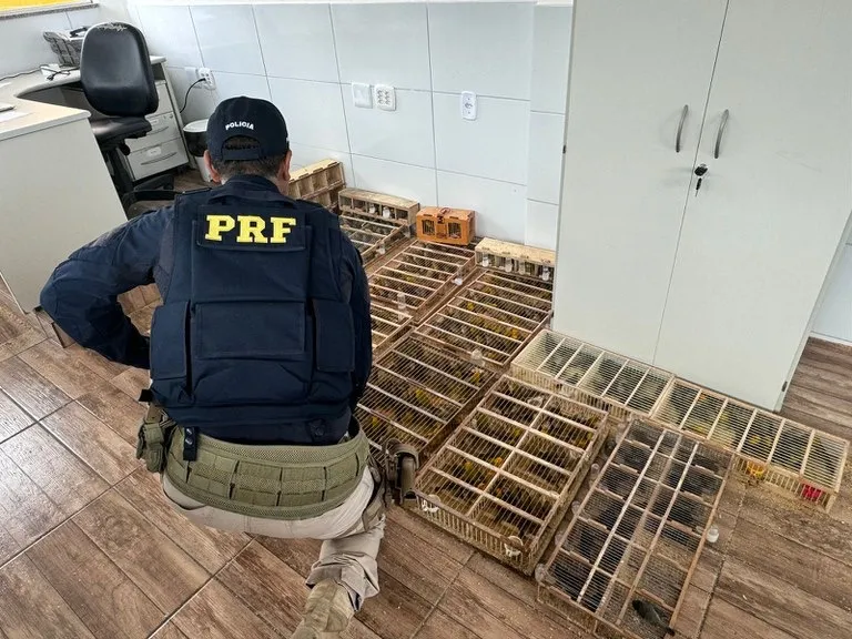 PRF resgata mais de 590 aves silvestres transportadas ilegalmente