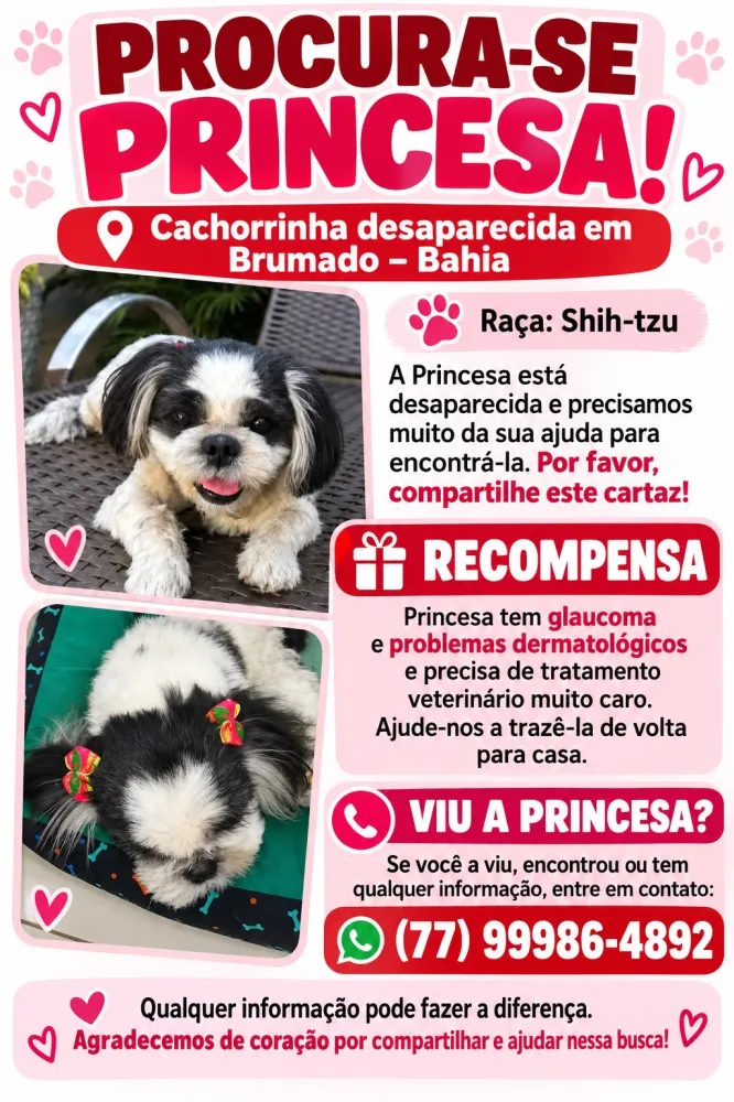 Cachorrinha desaparecida em Brumado: família oferece recompensa para encontrar a shih-tzu Princesa