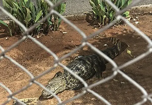 Jacaré é resgatado após assustar pedestres próximo ao Parque da Cidade, em Guanambi